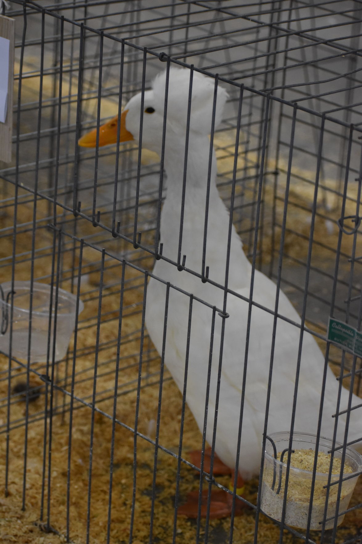 Duck showing